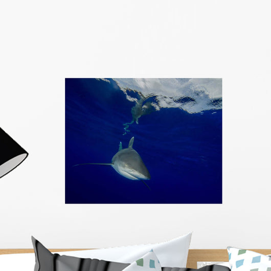 Oceanic Whitetip Shark Cat Wall Decal Design 1
