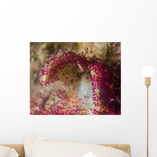 Eggs Sergeant Major Fish Wall Decal Design 2