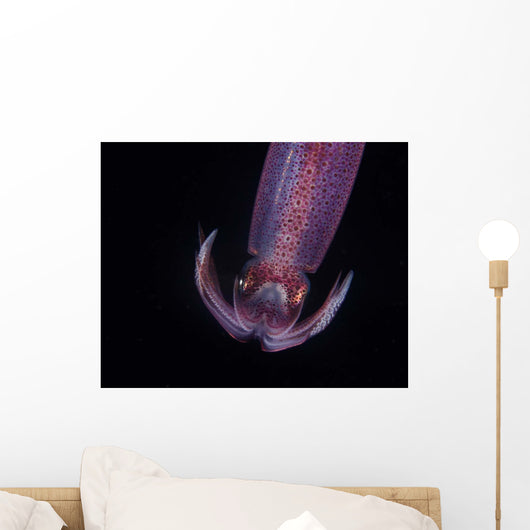Squid Deepwater Night Dive Wall Decal Design 2