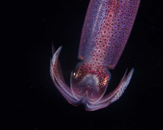 Squid Deepwater Night Dive Wall Decal Design 2