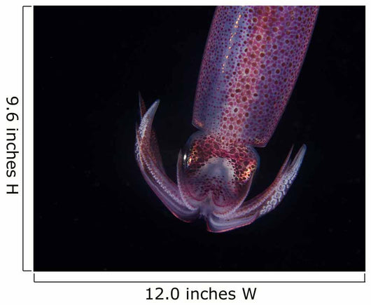 Squid Deepwater Night Dive Wall Decal Design 2