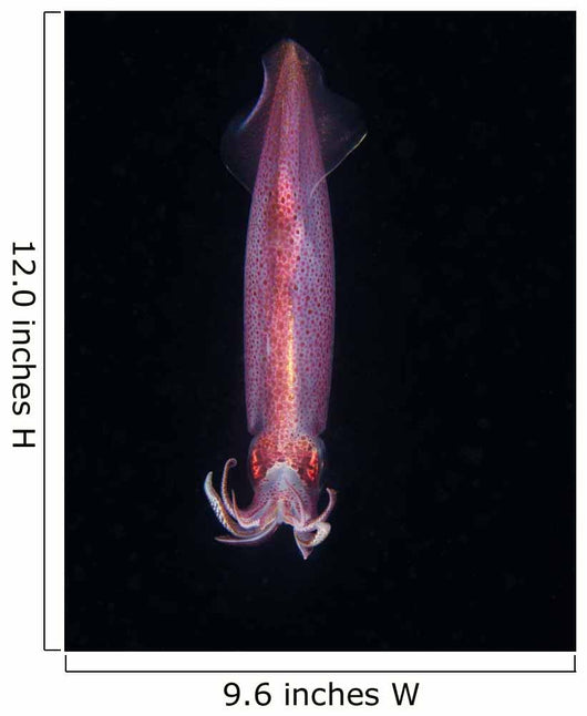Squid Deepwater Night Dive Wall Decal Design 1