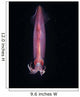 Squid Deepwater Night Dive Wall Decal Design 1