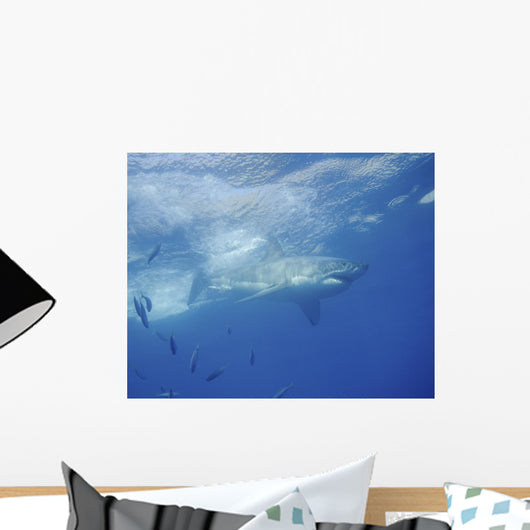 Great White Shark Guadalupe Distant Wall Decal
