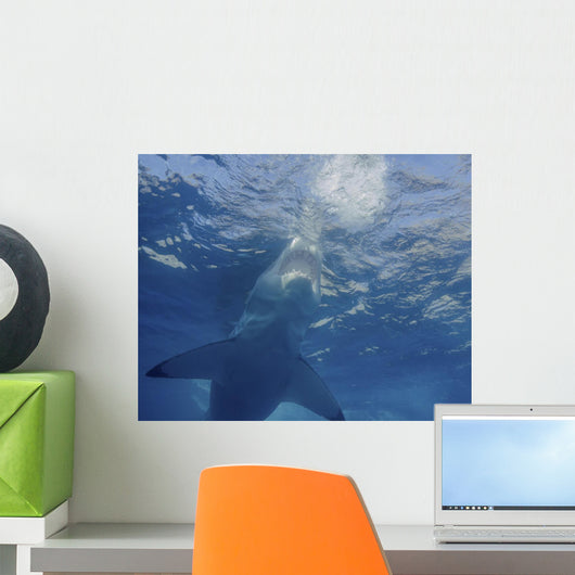 Great White Shark Guadalupe Feeding Wall Decal