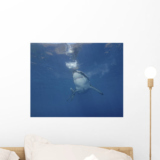 Great White Shark Guadalupe Wall Decal
