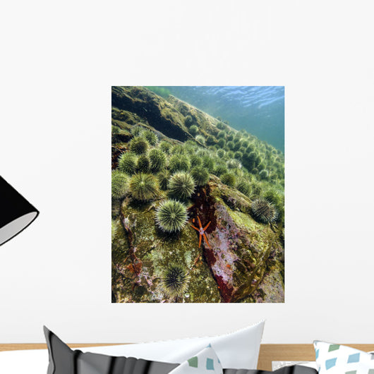 Starfish with Spiny Sea Wall Decal