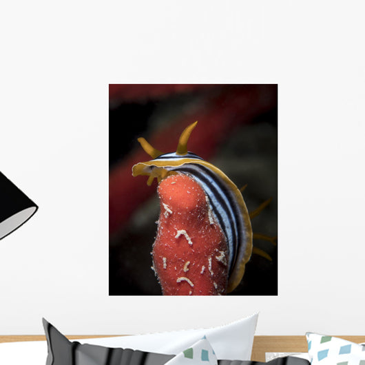 Chromodoris Quadricolor Red Sea Wall Decal