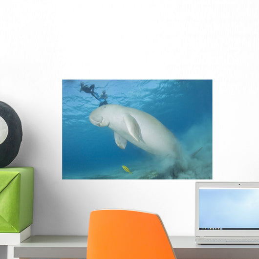 Dugong Red Sea Egypt Wall Decal