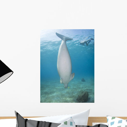 Dugong Red Sea Egypt Vertical Wall Decal
