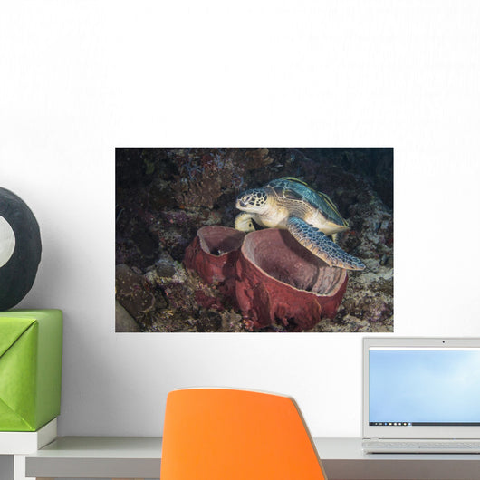 Green Sea Turtle Barrel Wall Decal