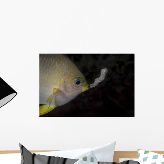 Golden Damselfish Tending Eggs Wall Decal