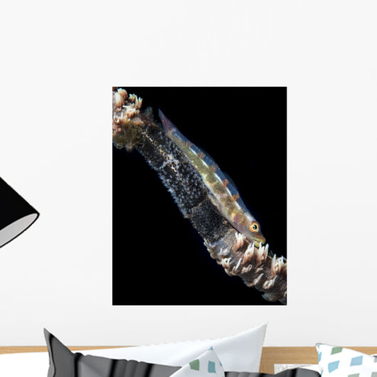 Wire Coral Goby with Wall Decal