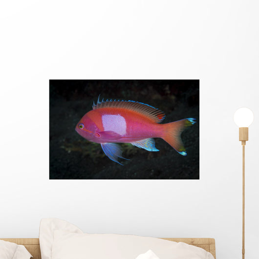 Squarespot Anthias Fish Komodo Wall Decal