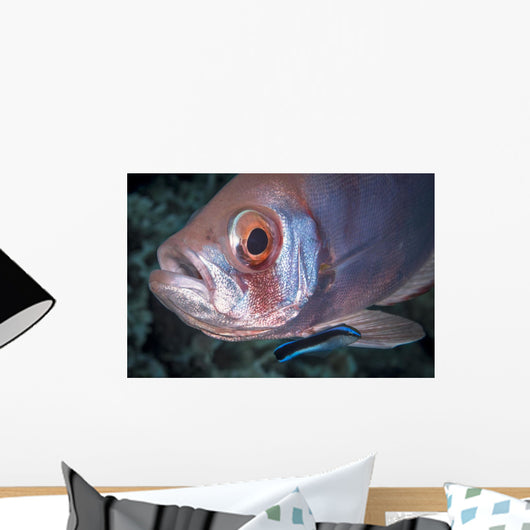 Soldierfish Being Cleaned Cleaner Wall Decal