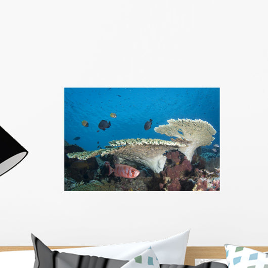 Soldierfish Reef Komodo National Park Wall Decal