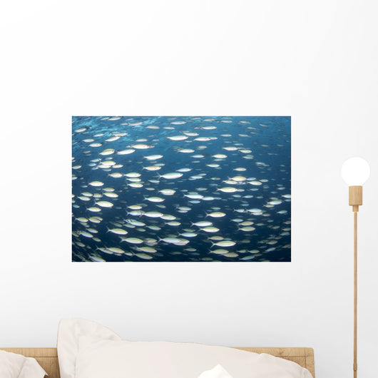 School Fish Truk Lagoon Wall Decal