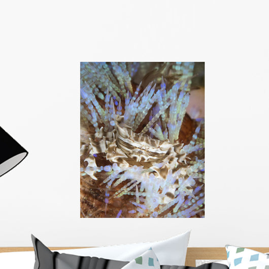 Tiger Crab Fire Urchin Wall Decal