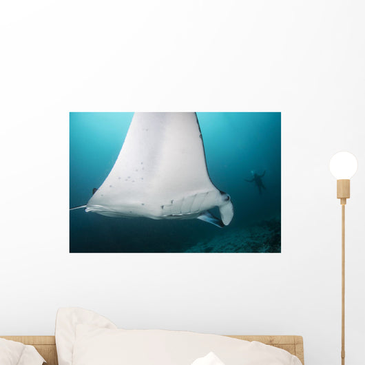 Manta Ray Manta Alley with Diver Wall Decal