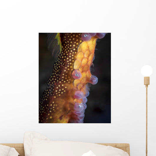 Weedy Sea Dragon Wall Decal