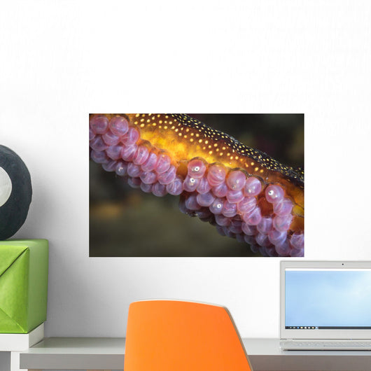 Weedy Sea Dragon Close-up Wall Decal