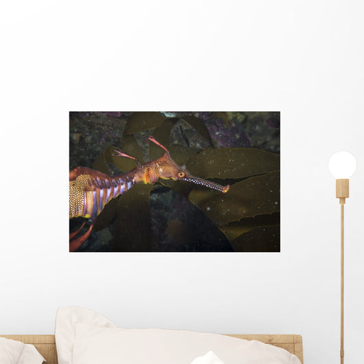 Weedy Sea Dragon Tasmania Wall Decal