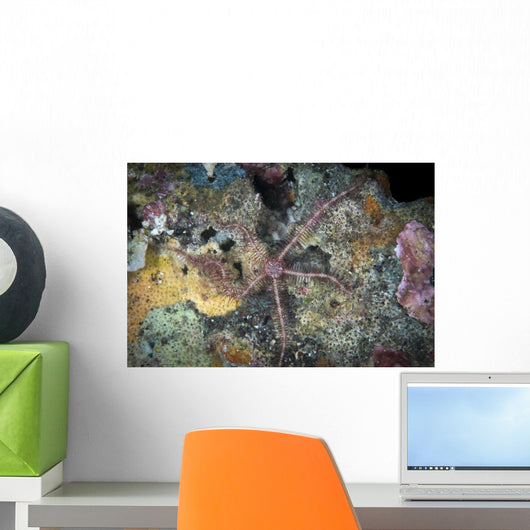 Brittle Starfish Komodo National Wall Decal