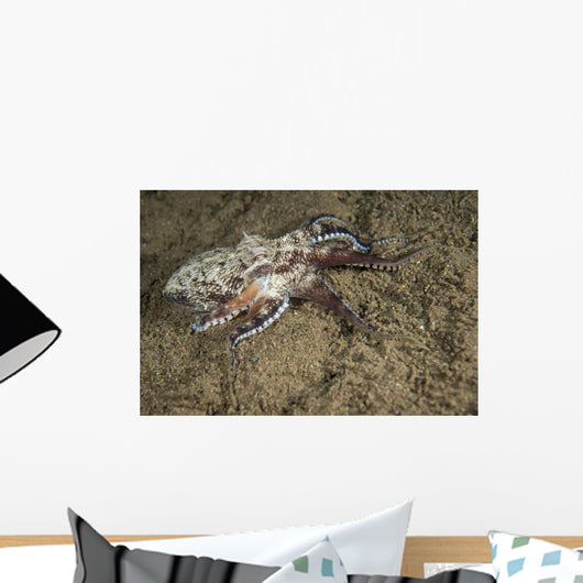 Coconut Octopus Philippines Wall Decal