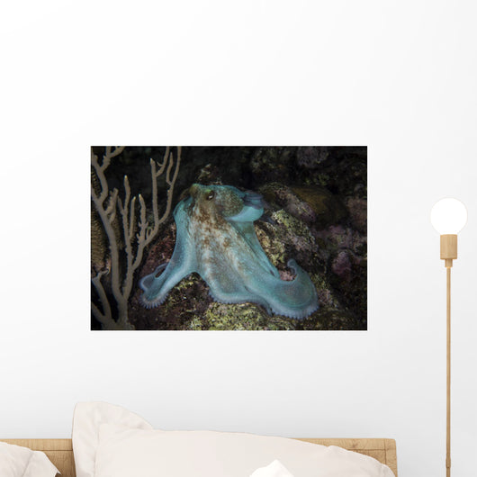 Octopus Night Dive Roatan Wall Decal