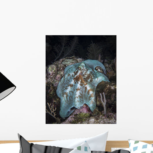Octopus Night Dive Roatan Close-up Wall Decal