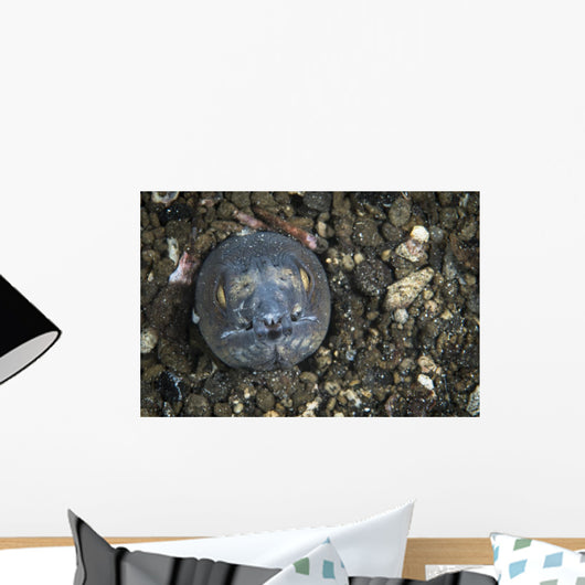 Blacksaddle Snake Eel Iin Wall Decal