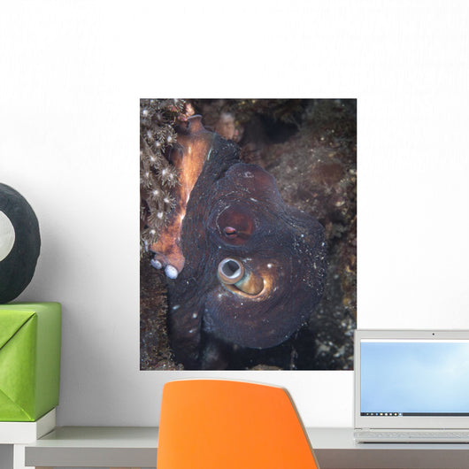 Octopus Komodo Indonesia Wall Decal
