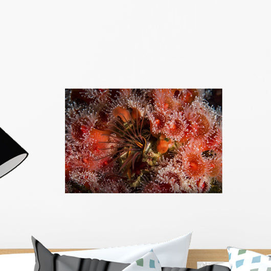 Strawberry Anemones Surround Barnacle Wall Decal