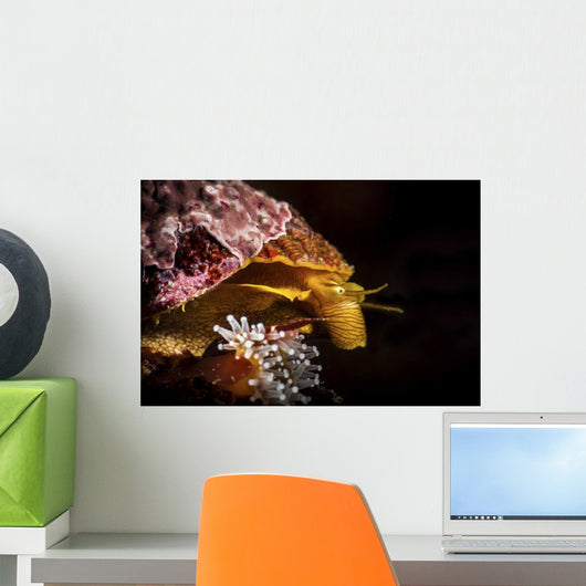 Profile Sea Snail Monterey Wall Decal