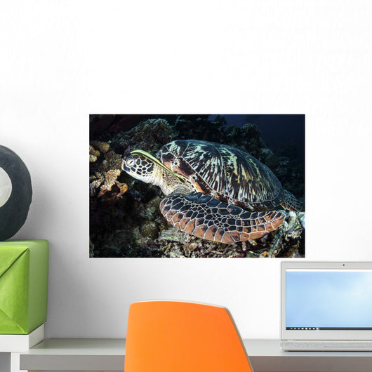 Remora Is Attached to Wall Decal