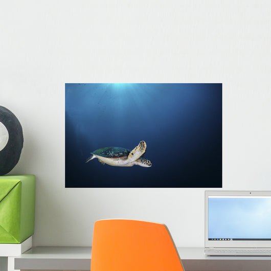 Green Sea Turtle Swims Wall Decal