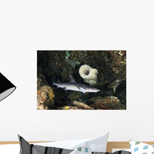 Whitetip Reef Shark Hunting Wall Decal