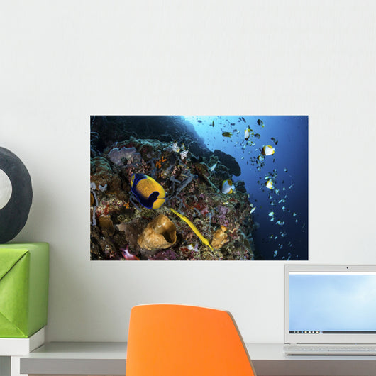 Coronet Follows Angelfish North Wall Decal