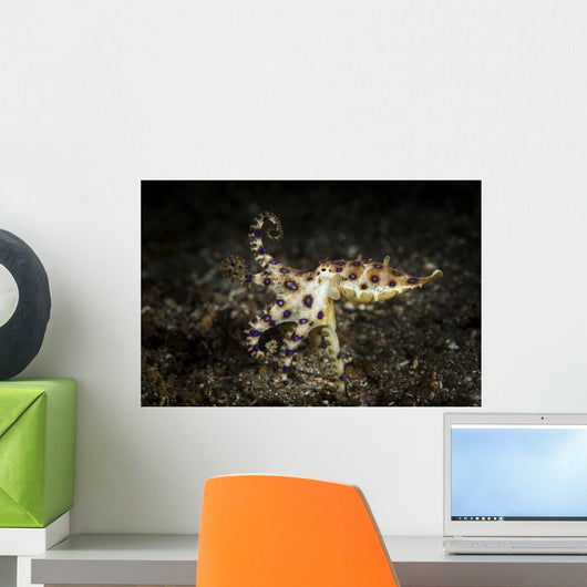 Blue Ringed Octopus Hunting Wall Decal