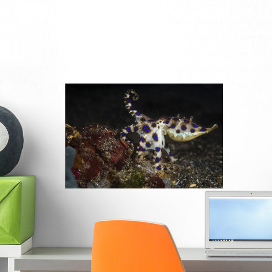 Blue Ringed Octopus Lembeh Wall Decal
