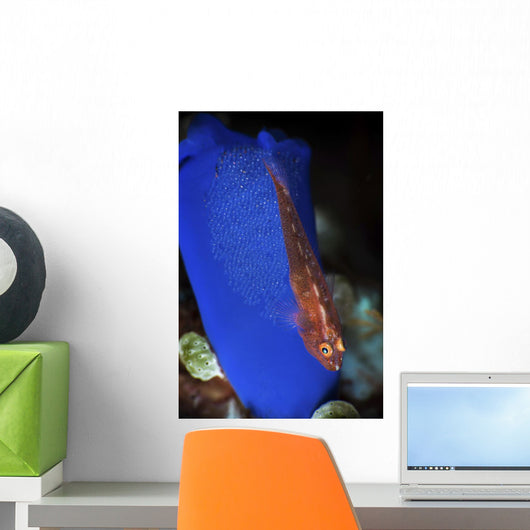Goby Has Laid Eggs Wall Decal