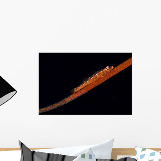 Loki Whip Goby with Wall Decal