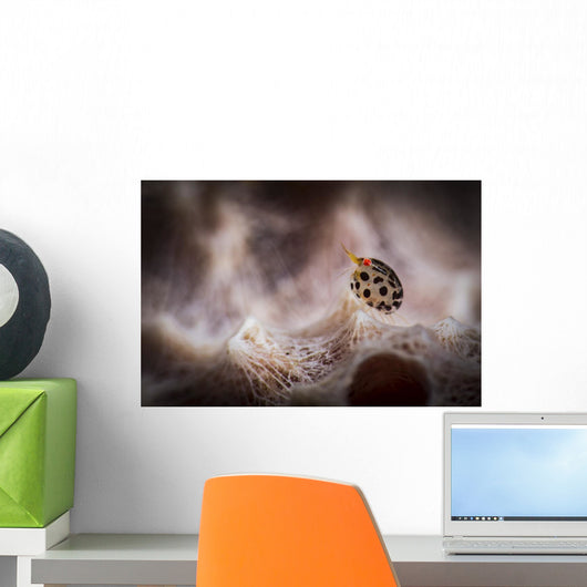 Tiny Spotted Amphipod Tulamben Wall Decal
