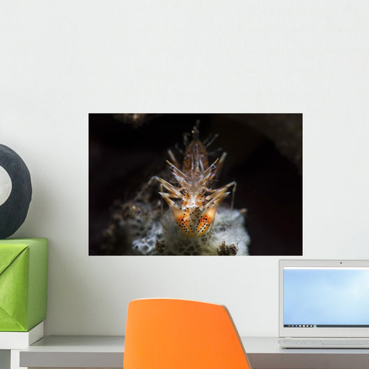 Spiny Tiger Shrimp Tulamben Wall Decal