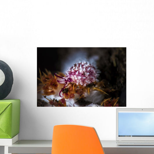 Egg Cowrie Tulamben Bali Wall Decal