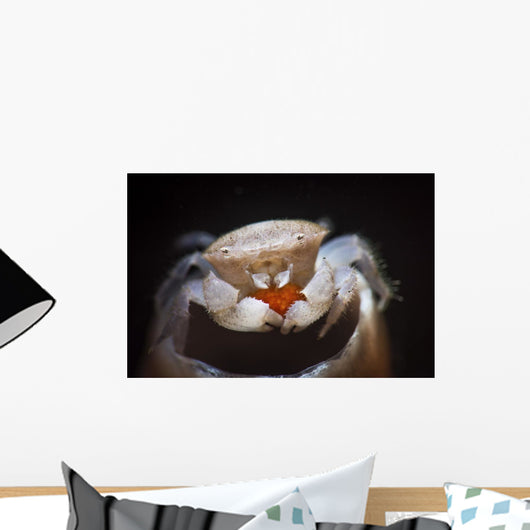 Small Tube Sponge Crab Wall Decal