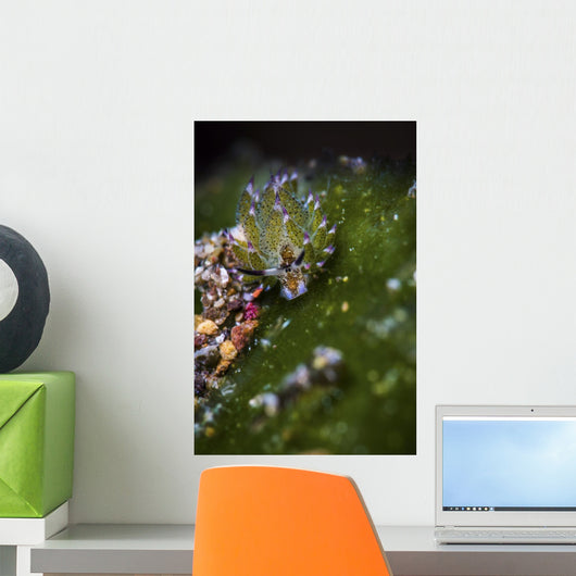 Shaun Sheep Nudibranch Anilao Wall Decal