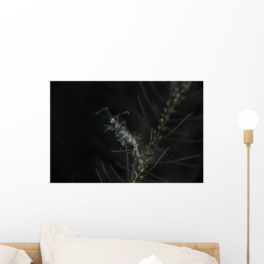 Skeleton Shrimp Wall Decal