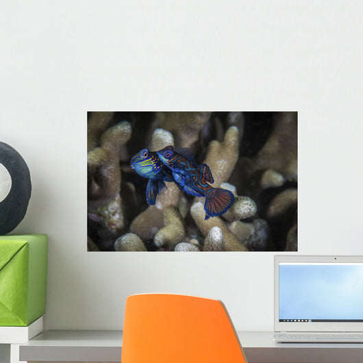Two Mandarinfish Spawn and Wall Decal