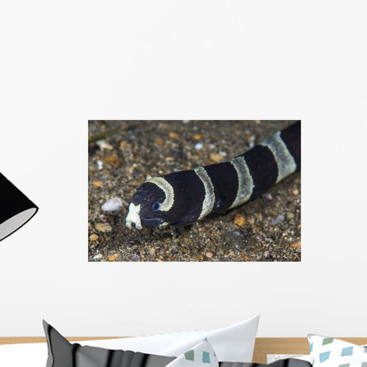 Banded Sea Snake Anilao Wall Decal